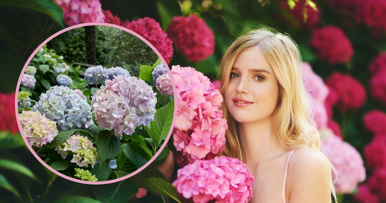 Dlaczego hortensja traci kolor? Poznaj najczęstsze przyczyny i dowiedz się, co zrobić, by kwiaty hortensji znów miały intensywne barwy. /Pixel