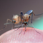 Dlaczego komary latają zazwyczaj koło naszych uszu? To kwestia złośliwości?