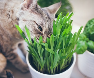 Dlaczego kot gryzie rośliny doniczkowe?