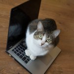 Dlaczego kot kładzie się na laptopie? To największy komplement dla opiekuna