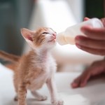 Dlaczego kot lubi mleko i czy jest ono zdrowe dla mruczka?