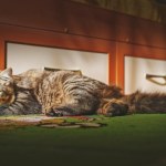 Dlaczego kot miauczy w nocy? Sprawdź, co chce ci powiedzieć 