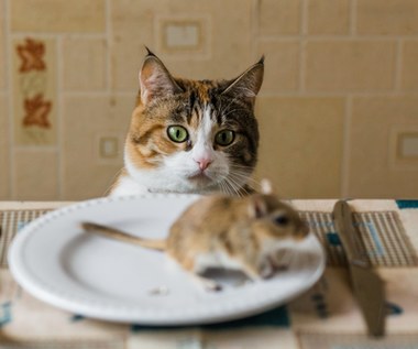 Dlaczego kot przynosi myszy do domu?