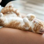 Dlaczego kot śpi na plecach? Lepiej nie lekceważ tego zachowania