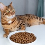 Dlaczego kot udaje, że zakopuje jedzenie? Chce powiedzieć coś ważnego