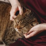 Dlaczego kot wybiera swojego "ulubionego człowieka"? Wcale nie chodzi o jedzenie 