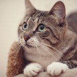 Dlaczego kotu wypadają wąsy? Kiedy czujny opiekun powinien się martwić?