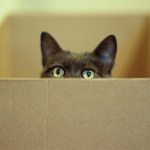 Dlaczego koty kochają kartony? Jest wyjaśnienie tej dziwnej obsesji