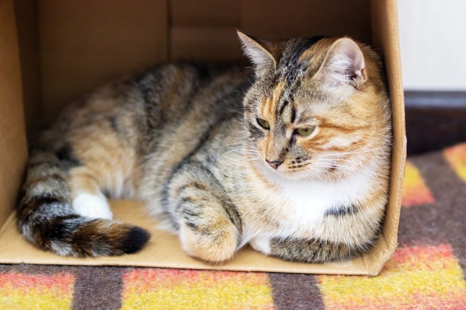 Dlaczego koty kochają kartony? Sprawdź, skąd bierze się kocia fascynacja pudełkami! /Shutterstock