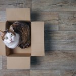 Dlaczego koty kochają pudełka? Kartony dają im kontrolę i przewagę 