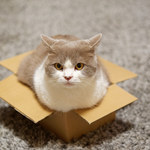 Dlaczego koty kochają pudełka? Wielka tajemnica wyjaśniona