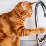 Dlaczego koty nie lubią wody? Behawiorystka wyjaśnia