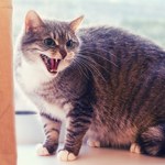 Dlaczego koty się boją? Powodem może być człowiek