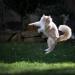 łapy Dlaczego koty spadają na cztery łapy? Jedna z najbardziej znanych zagadek