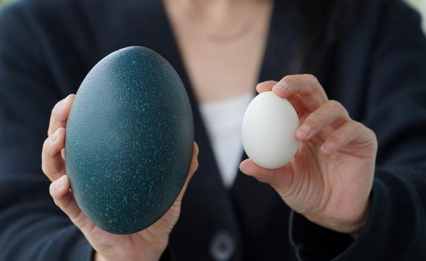 Dlaczego kura lata, a emu nie? Decyduje o tym jedna chwila