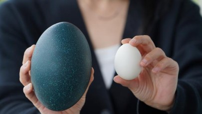 Dlaczego kura lata, a emu nie? Decyduje o tym jedna chwila