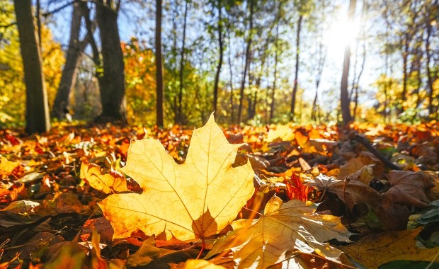 Dlaczego liście brązowieją latem? Eksperci nie mają wątpliwości