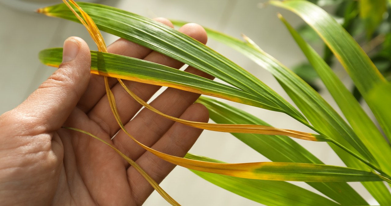 Dlaczego liście palmy żółkną i co zrobić, by temu zapobiec? /123RF/PICSEL
