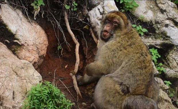 Dlaczego makaki z Gibraltaru zaczęły jeść ziemię?