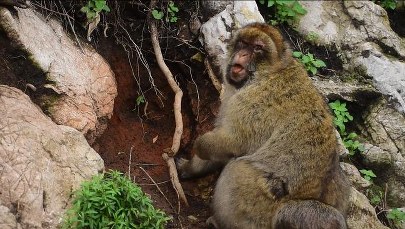 Dlaczego makaki z Gibraltaru zaczęły jeść ziemię?