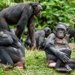 Dlaczego małpy nie rozwinęły języka, a zrobili to ludzie? "Zawiniła" ewolucja