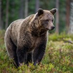 Dlaczego niedźwiedź gonił turystów? Być może wcześniej był dokarmiany