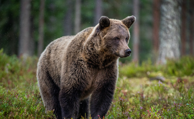 Dlaczego niedźwiedź gonił turystów? Być może wcześniej był dokarmiany