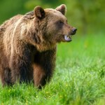 Beskid Niski Dlaczego niedźwiedzie wróciły do Beskidu Niskiego? Powodów jest kilka
