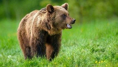 Dlaczego niedźwiedzie wróciły do Beskidu Niskiego? Powodów jest kilka
