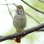 Dlaczego niektóre ptaki śpiewają również w nocy? Te informacje wielu mogą zdziwić