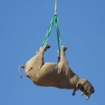 Dlaczego nosorożce są przewożone do góry nogami przez helikoptery?