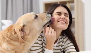 Dlaczego pies liże człowieka? Powód jest zaskakujący