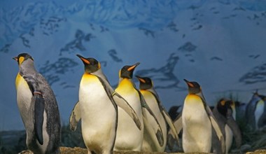 Dlaczego pingwiny przestały latać? Zagadka została rozwiązana