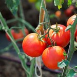 Dlaczego pomidory nie rosną? Reaguj od razu, by zebrać dorodne warzywa