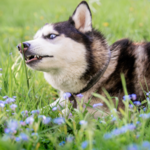 Dlaczego psy jedzą trawę? Istnieje kilka przyczyn