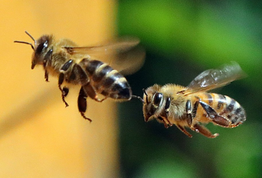 Dlaczego pszczoły nie mogą spać? /WOLFGANG KUMM /PAP/DPA