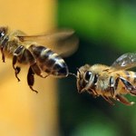 Dlaczego pszczoły nie mogą spać?