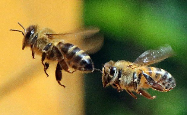 Dlaczego pszczoły nie mogą spać?