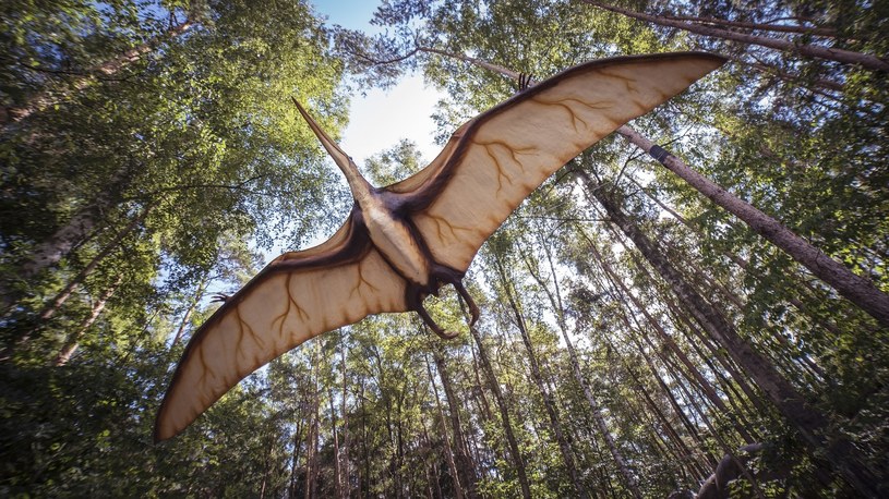 Dlaczego pterozaury latały? Naukowcy rozszyfrowali zagadkę