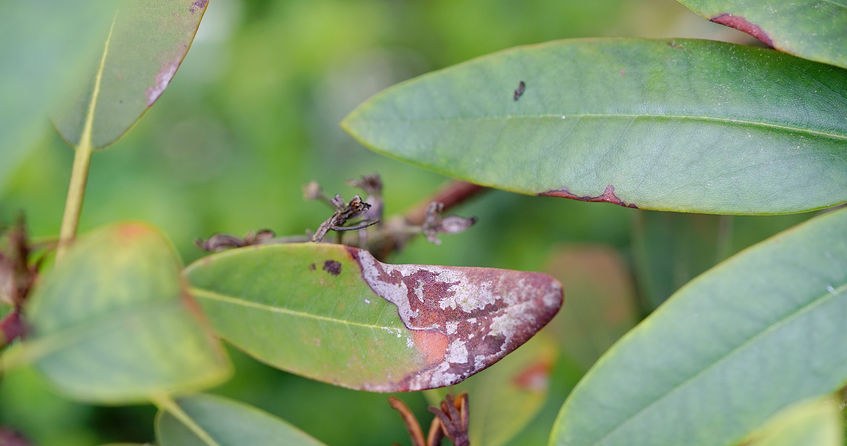 Dlaczego rododendron usycha mimo podlewania? /123RF/PICSEL