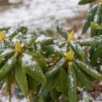 Dlaczego rododendron usycha zimą?