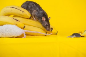 Dlaczego samce myszy boją się bananów? Przypadkowe odkrycie naukowców