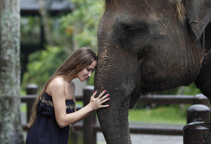 Dlaczego słonie nie chorują na nowotwory, a ludzie tak? /123RF/PICSEL