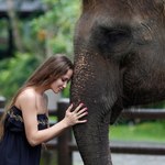Dlaczego słonie nie chorują na nowotwory?