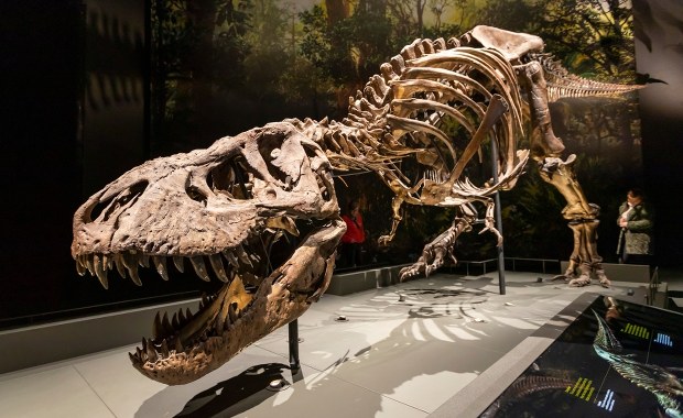 Dlaczego T. rex miał tak krótkie ramiona? Bo miał dużą głowę