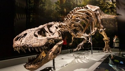 Dlaczego T. rex miał tak krótkie ramiona? Bo miał dużą głowę