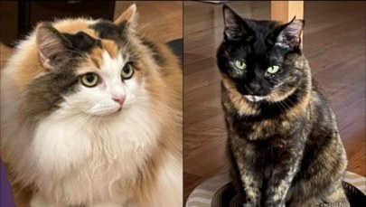 Dlaczego Twój kot jest rudy? Naukowcy rozwikłali zagadkę