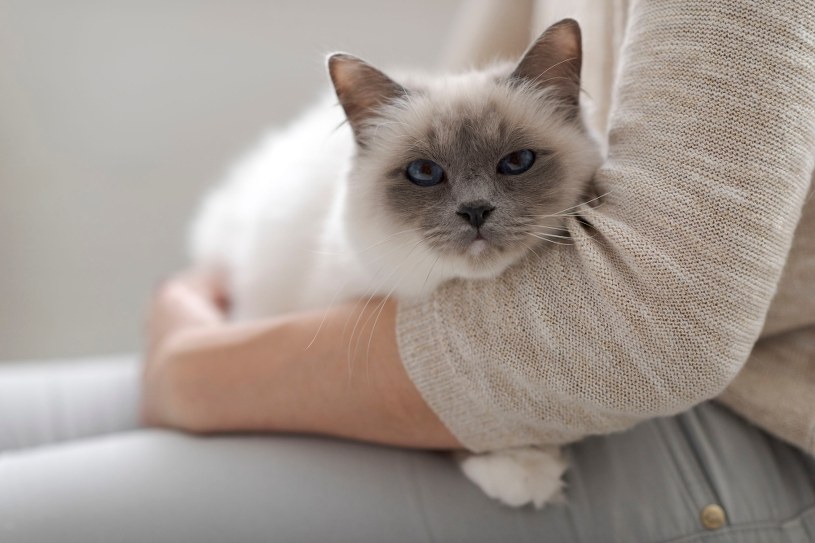 Dlaczego twój kot wchodzi na ciebie? Powody mogą być różne