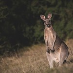 Dlaczego w Azji nie ma kangurów, ale w Australii są zwierzęta z Azji?