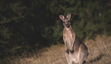 Dlaczego w Azji nie ma kangurów, ale w Australii są zwierzęta z Azji?